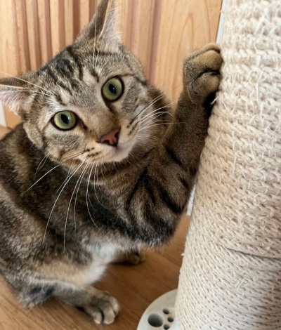 「保護猫カフェ285(にやご)」で遊んでいる猫