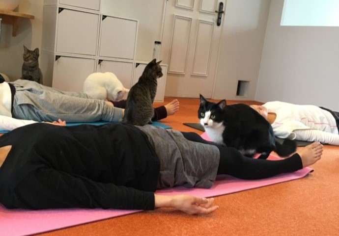 「保護猫カフェ285(にやご)」の室内でくつろぐ猫たちと昼寝をするお客さん