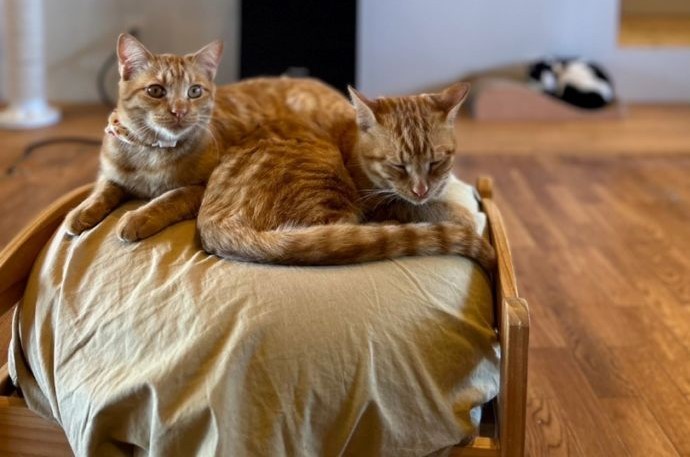 「保護猫カフェ285(にやご)」の室内でくつろぐ猫たち