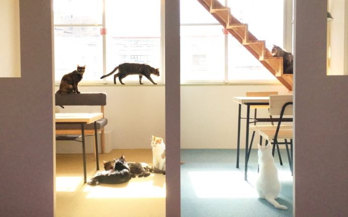 「保護猫カフェ285(にやご)」の室内でくつろぐ猫たち