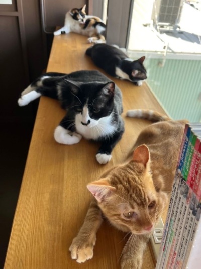 「保護猫カフェ285(にやご)」の窓辺でくつろぐ猫たち