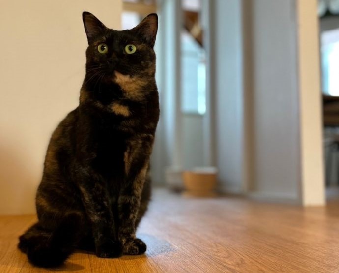 「保護猫カフェ285(にやご)」の室内でくつろぐ猫