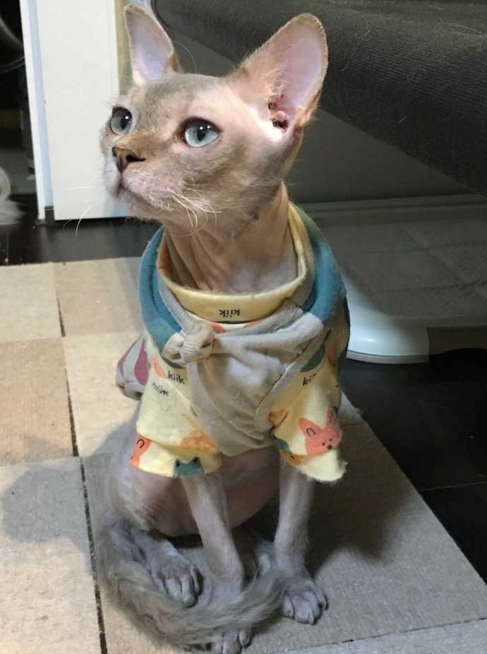 ラパーマのヘアレス「スモーキーくん」