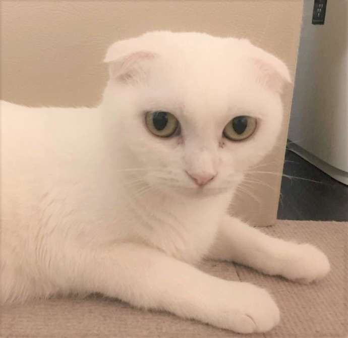 折れ耳のスコティッシュフォールド