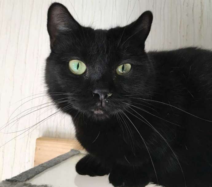 黒い毛のマンチカン