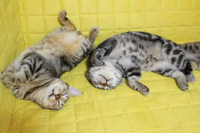 お腹を見せて眠る2頭の仔猫