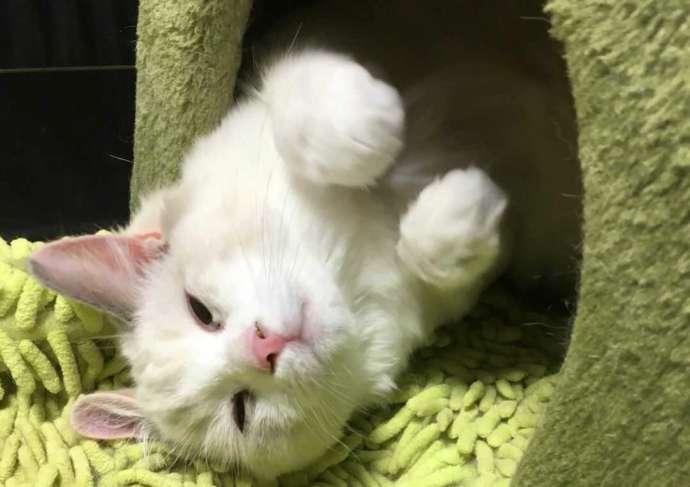 マイペースに寝転ぶ猫