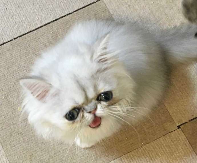 ひなたぼっこでも頭数が多いチンチラ