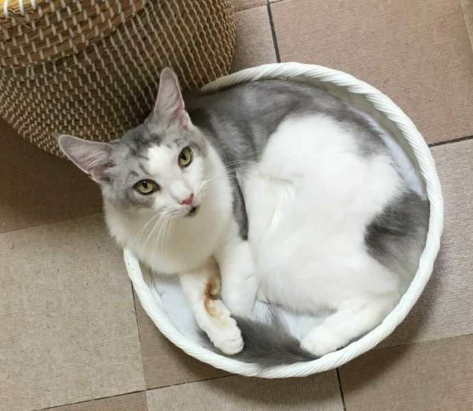 美しい毛並みの猫