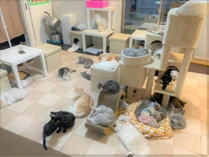 「ひなたぼっこ」にいるたくさんの種類の猫たち