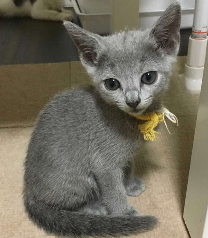 ロシアンブルーの仔猫