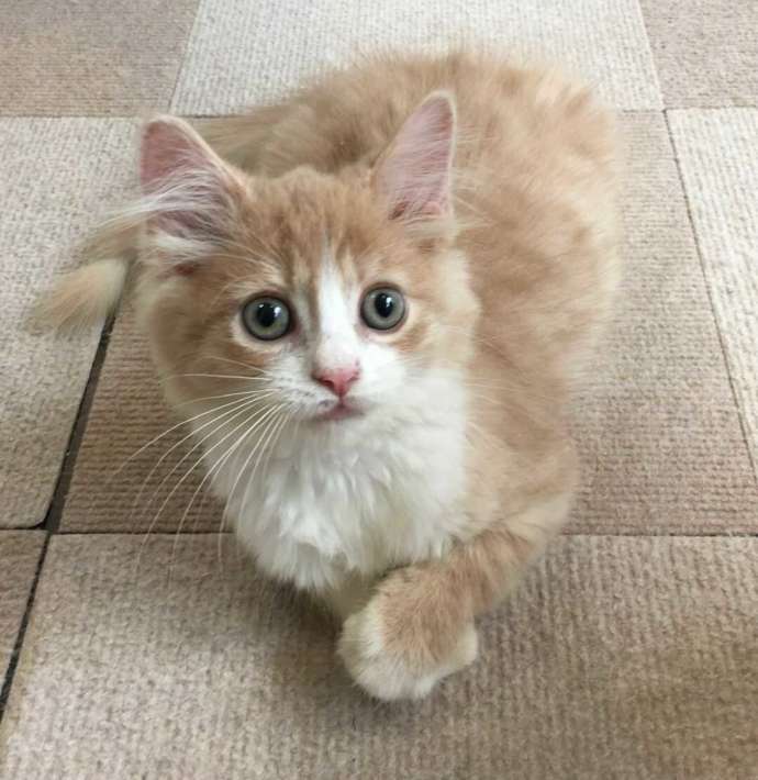 ノルウェージアンフォレストキャットのラファエルくん