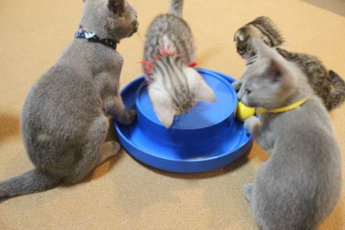 水を飲みに集まる仔猫たち