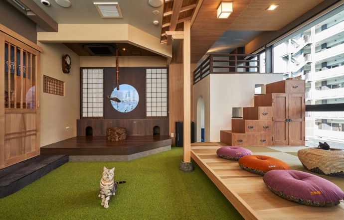 静岡県静岡市にある「保護猫カフェ 猫宿町」の猫がカメラ目線の様子