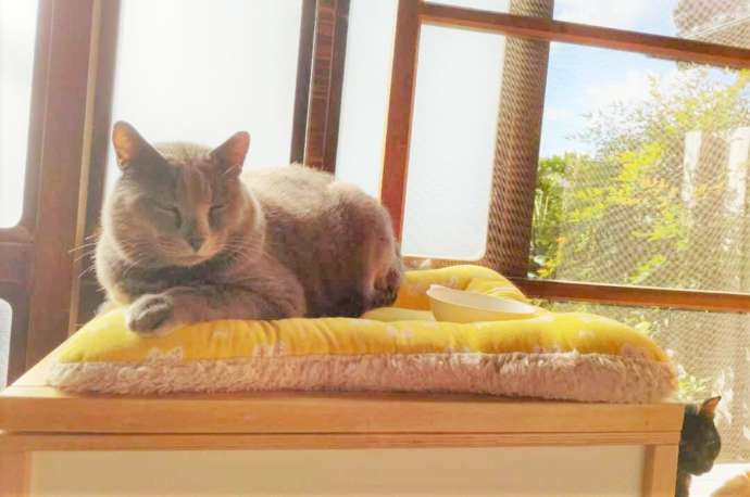 日当たりのいい場所でくつろぐ猫