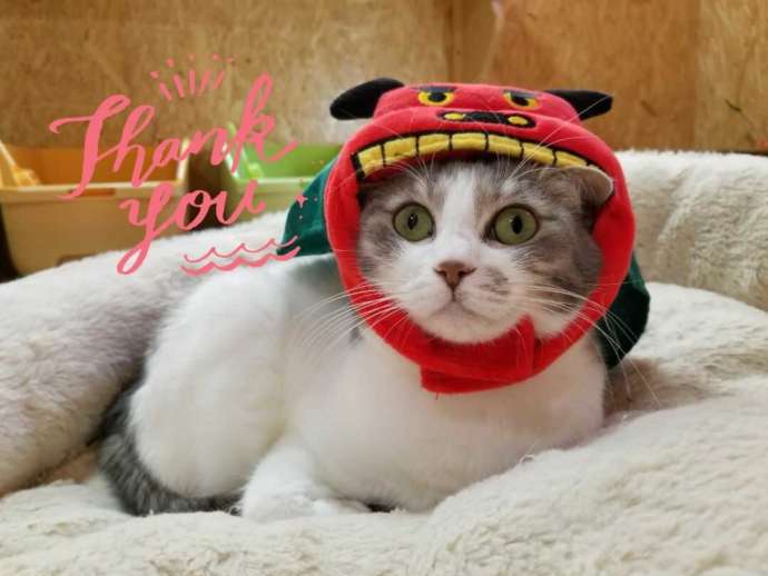 獅子舞のかぶりものをつけた猫