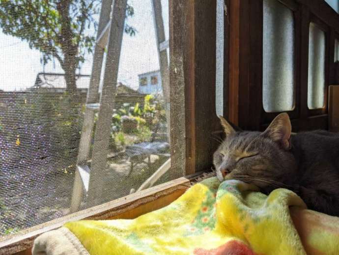 室内で飼われているカフェガットの猫