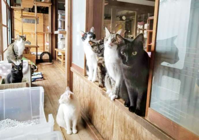 カフェガットの人懐っこい猫たち
