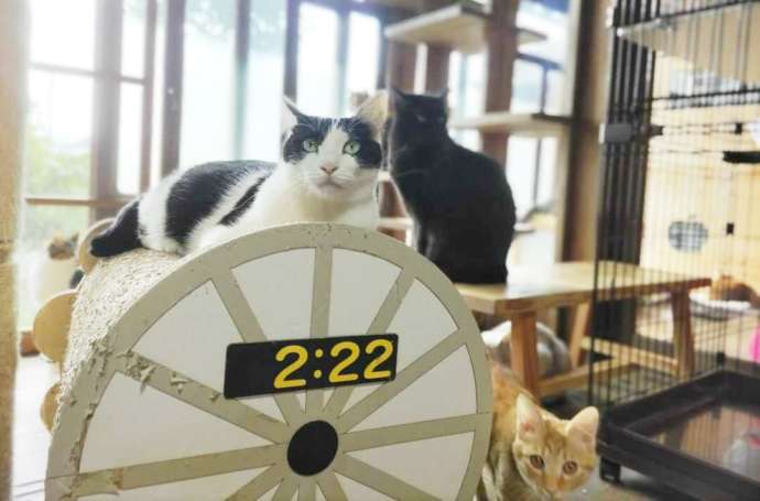 カフェガットで遊ぶ猫たち