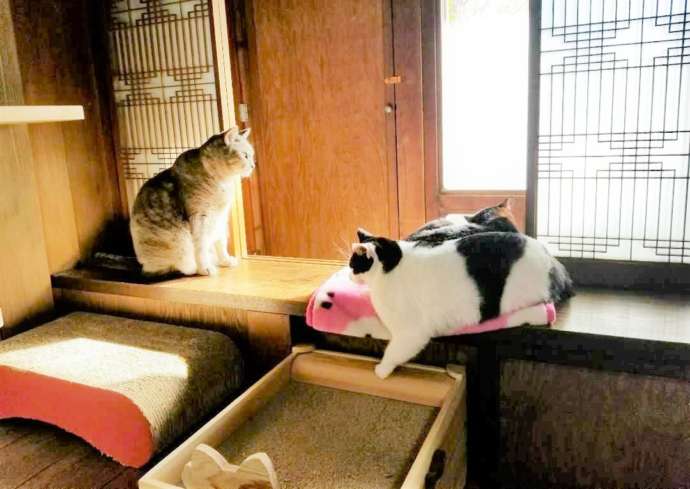 窓際で日向ぼっこをする猫たち