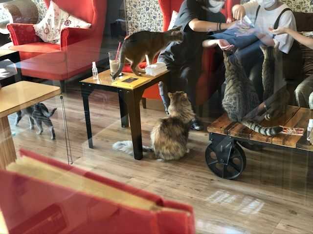おやつに群がる猫たちの様子