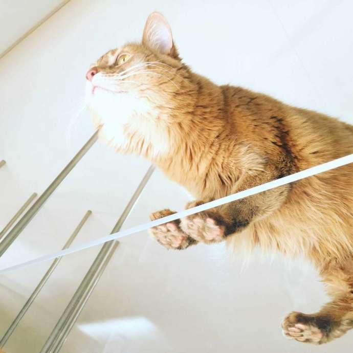 「猫カフェ紅葉」内に設置されている肉球ロード