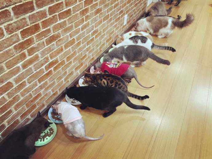 「猫カフェ紅葉」の猫ちゃんたちのご飯タイム