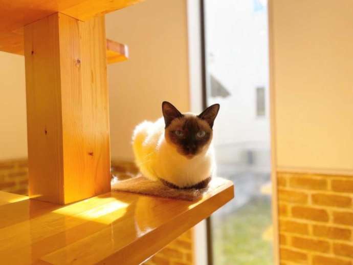「猫カフェ紅葉」のトイボブ種アイちゃん