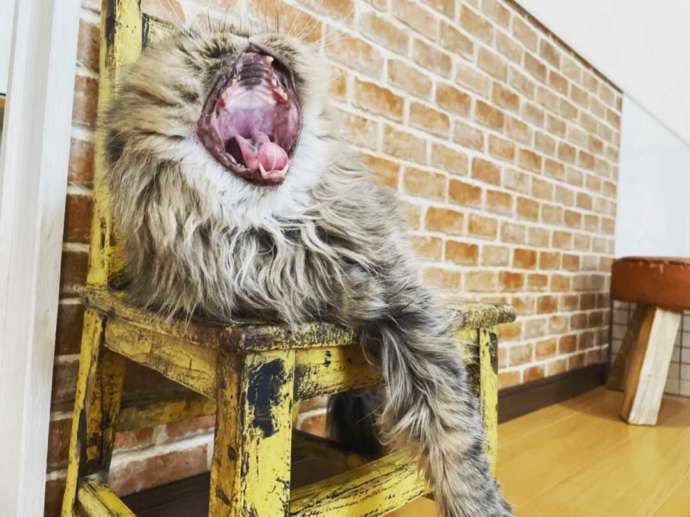 「猫カフェ紅葉」のエキゾチックショートヘア種ごえもんくん