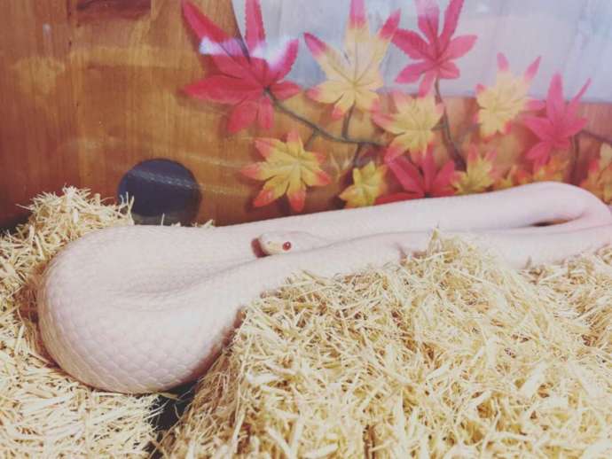 「猫カフェ紅葉」の白ヘビ「きんたん」