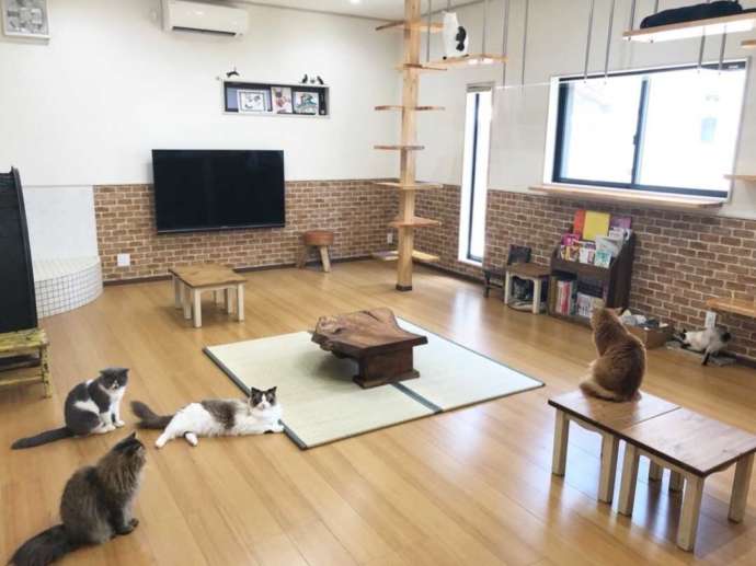 「猫カフェ紅葉」のふれあいルーム内の様子