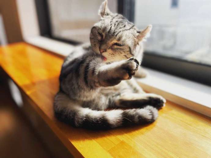 「猫カフェ紅葉」のキンカロー種モカちゃん