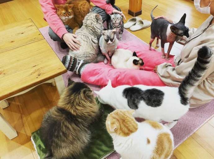 「猫カフェ紅葉」店内の様子