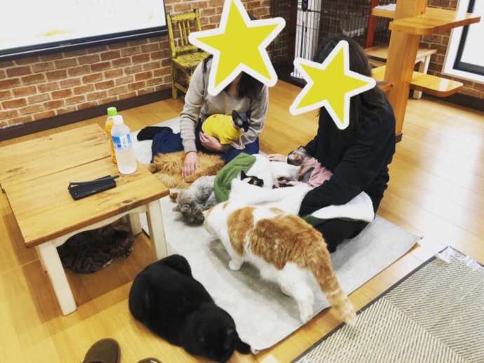 「猫カフェ紅葉」ふれあいルーム内の様子