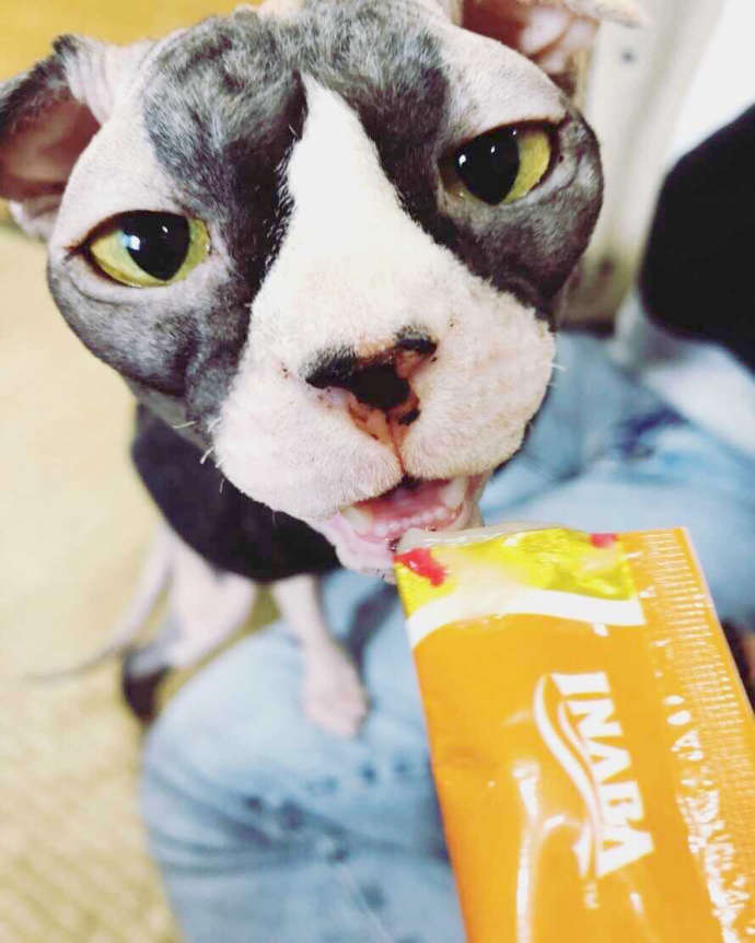チュールを食べる「猫カフェ紅葉」のステラちゃん