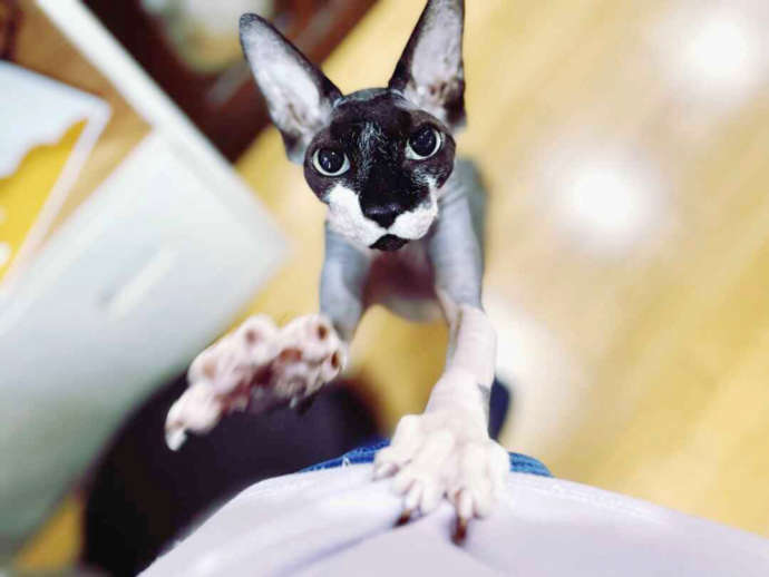 抱っこをせがむ「猫カフェ紅葉」のパトラくん