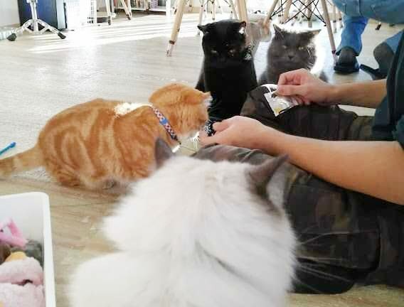 「ねこのひたい」に在籍する猫たちと触れ合う様子