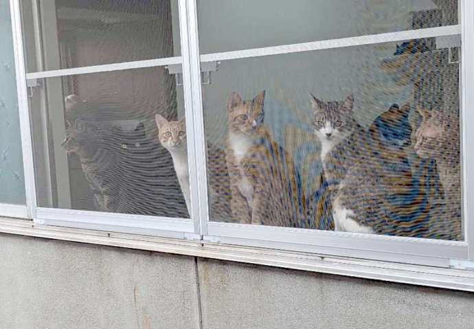 ねこオアシスオハナの窓際に並ぶ猫の写真