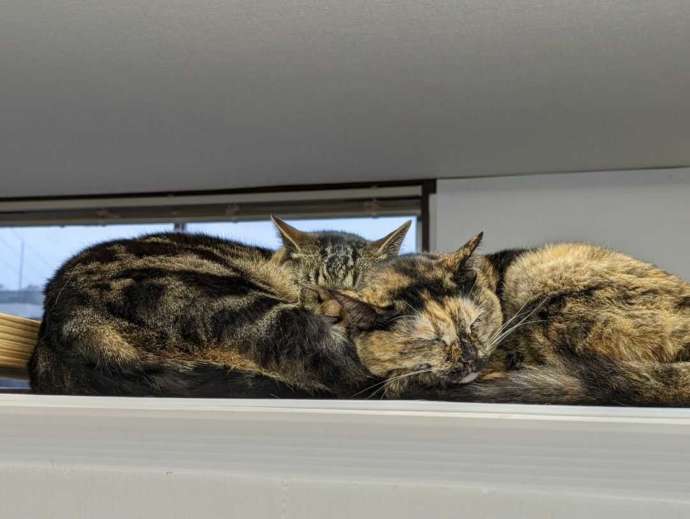 ねこオアシスオハナの店内で寝ている2匹の猫の写真