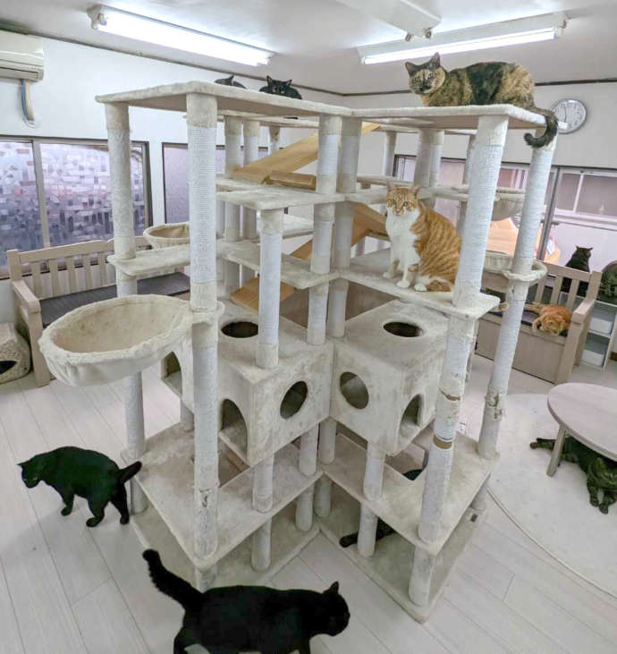ねこオアシスオハナの室内のキャットタワーと猫の写真