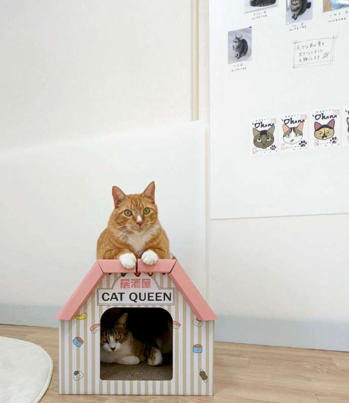 ねこオアシスオハナの2匹の猫の写真