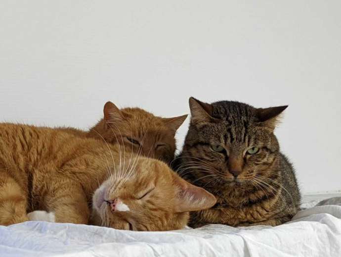 ねこオアシスオハナの3匹の猫の写真