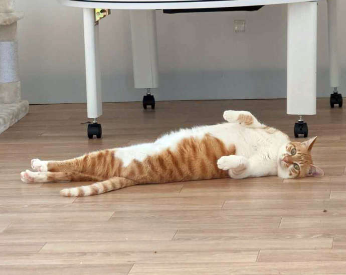 ねこオアシスオハナの床で寝そべっている猫ちゃんの写真