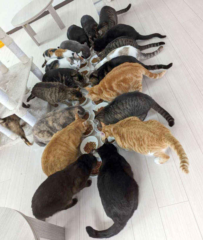 ねこオアシスオハナのたくさんの猫の食事中の写真