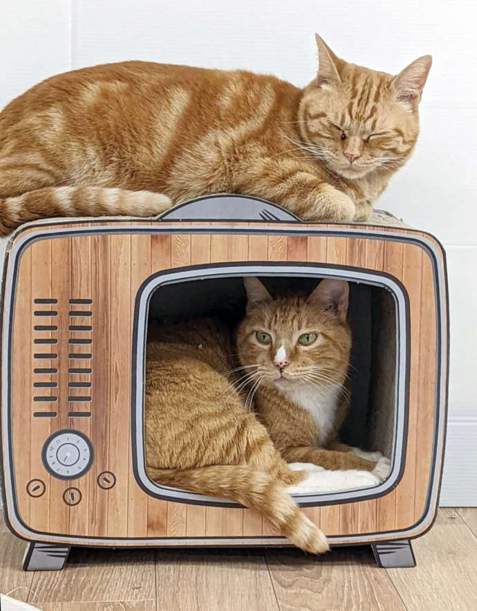 ねこオアシスオハナの2匹の猫の写真