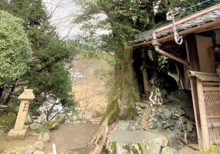 京都府左京市にある猫猫寺の御神木