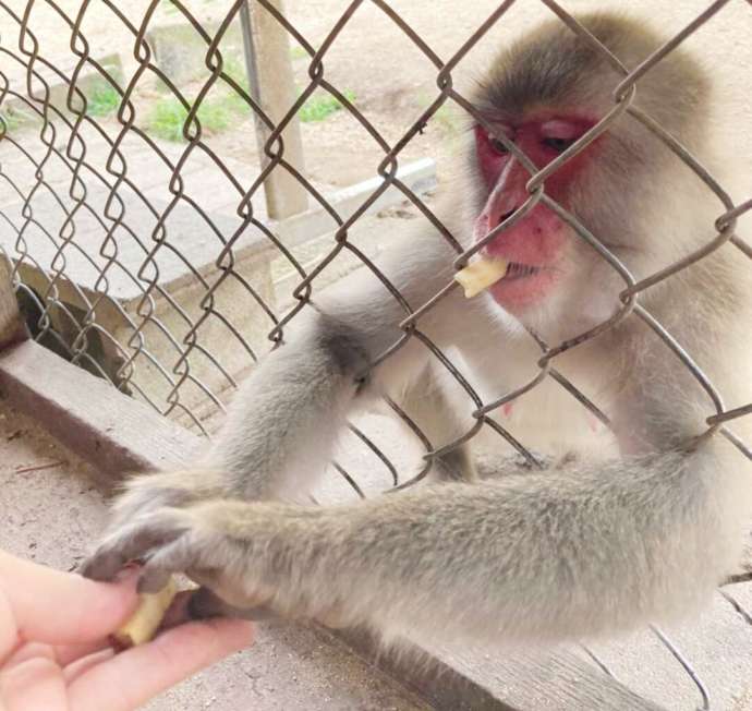 「銚子渓自然動物園 お猿の国」で可能な直接手渡しでの餌やり