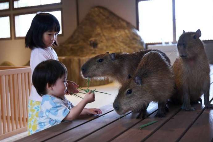栃木県日光市の「おさるランド＆アニタウン」でカピバラにエサやりをする様子