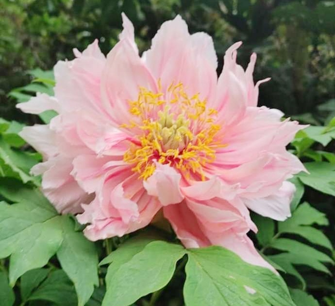つくば牡丹園(Peony Garden Tokyo)で育成されるニューオーロラ種の牡丹