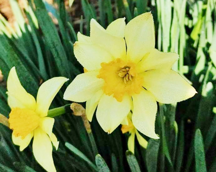 つくば牡丹園(Peony Garden Tokyo)で育成される水仙